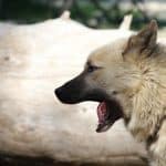 Verständnis von "Hund bellt mich an" - Das Rätsel des Bellens Entschlüsseln Hund bellt mich an