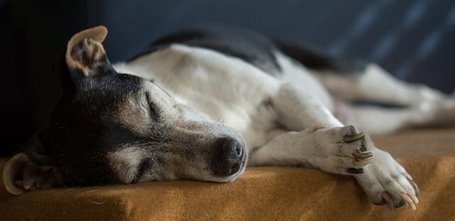 Hund humpelt nach Liegen