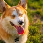 Hund Leckt Meine Füße Ab: Verstehen, Umgang und Vorbeugung dieses eigenartigen Verhaltens Hund leckt meine Füße ab