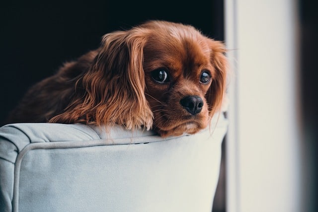 Hund pinkelt nachts in die Wohnung