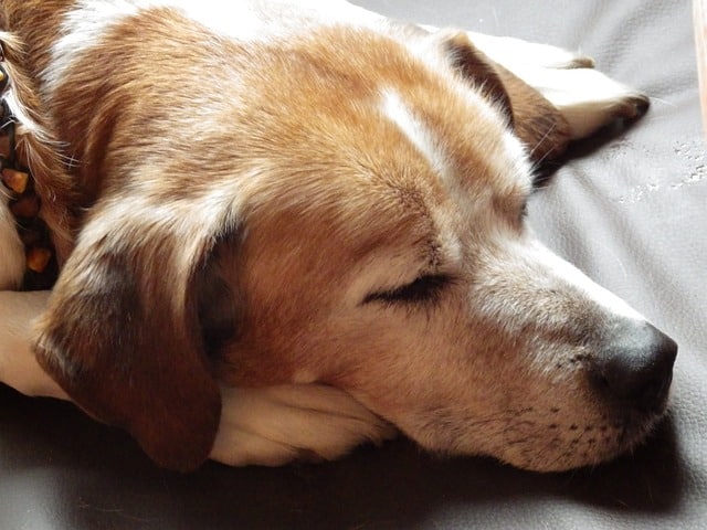 Hund zittert im Schlaf