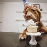DIE FEIER ZUM GEBURTSTAG IHRES PELZIGEN FREUNDES MIT SELBSTGEBACKENEM HUNDEKUCHEN Hundekuchen Geburtstag selber backen