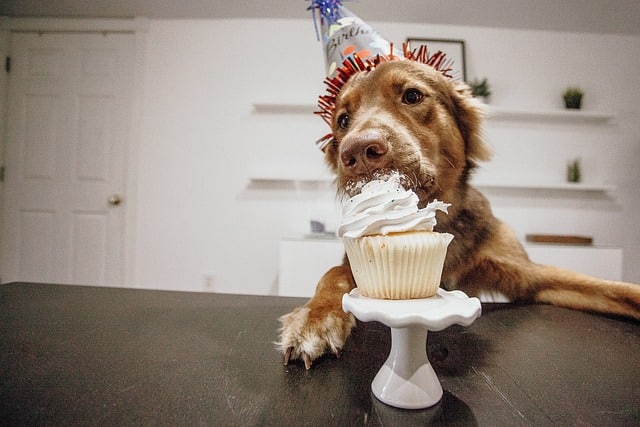 Hundekuchen Geburtstag selber backen