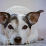Die Wahl des perfekten Namens für deinen Hund: Hundenamen mit C männlich Hundenamen mit C männlich