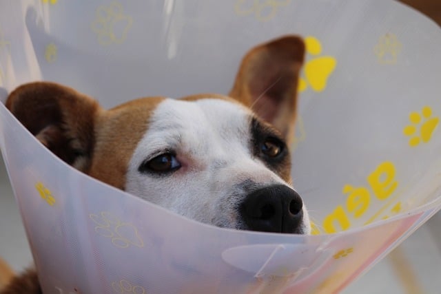 Kann ein Hund mit Halskrause schlafen