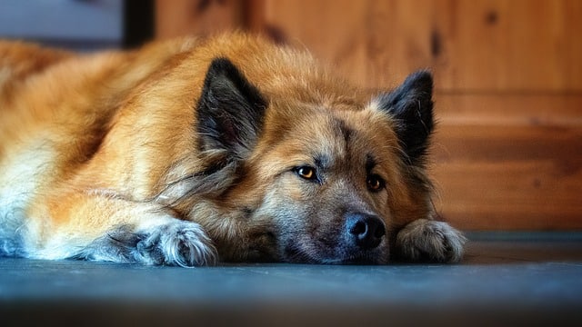 Natürliche Beruhigungsmittel für Hunde