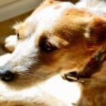 Rescue Tropfen Hund Silvester: Hilfe für Ihren Vierbeiner während des Feuerwerks Rescue Tropfen Hund Silvester