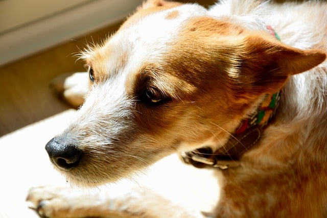 Rescue Tropfen Hund Silvester