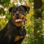 Die Faszination des Rottweiler Golden Retriever Mix: Eine Geschichte von Zwei Rassen Rottweiler Golden Retriever Mix