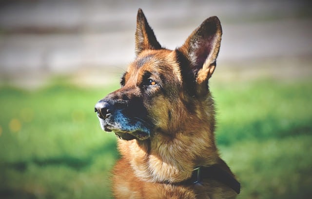 Traumeel bei Ohrenentzündung Hund