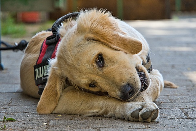Wieviel gekochte Leber darf ein Hund fressen