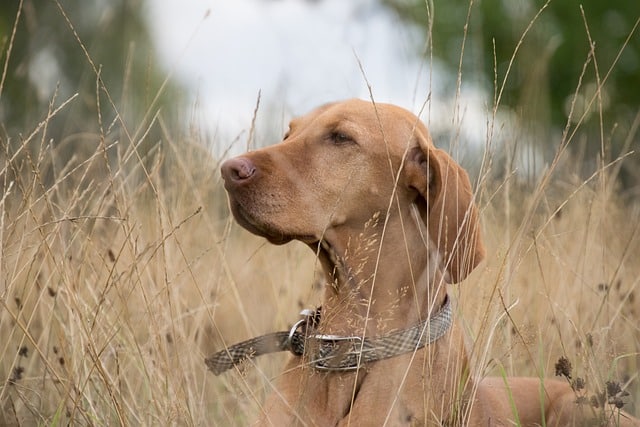 Zeckenhalsband Hund ohne Chemie