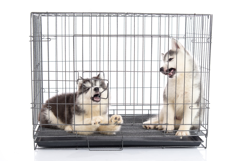 transportbox hunde
