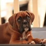 Die Geschichte des Boxer Golden Retriever Mix Boxer Golden Retriever Mix