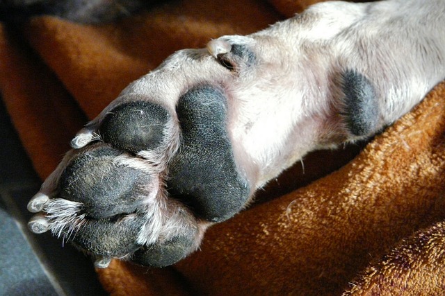 Hund Kralle eingerissen was tun