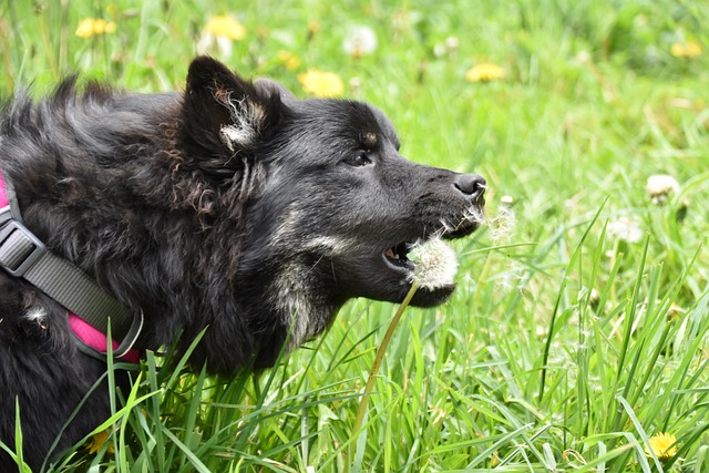 Hund frisst alles vom Boden Maulkorb