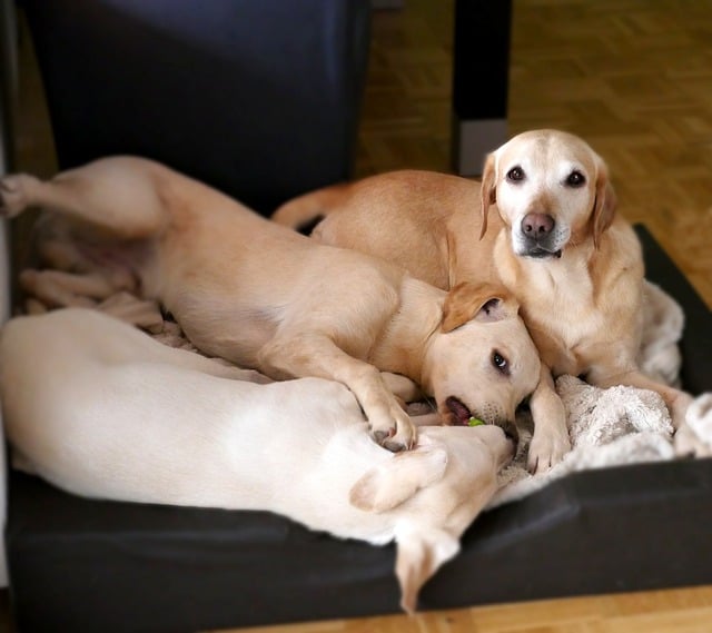 Hund pinkelt in sein Körbchen