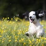 Welpe bellt beim Spielen: Das Verstehen des freudigen Gebells deines Hundes Welpe bellt beim Spielen