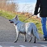 VERSTÄNDNIS VON "RECHTES BEIN SACKT WEG" BEI HUNDEN rechtes Bein sackt weg