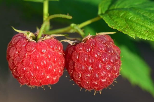 Darf mein Hund Himbeeren essen
