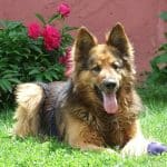 Hund Bellen im Garten Abgewöhnen: Ein Leitfaden Hund Bellen im Garten abgewöhnen