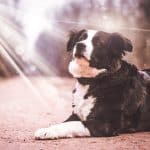 Hund Kann Nicht Mehr Aufstehen: Verstehen, Unterstützen und Tierärztliche Hilfe Suchen Hund kann nicht mehr aufstehen
