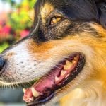 Hund Knirscht Mit Den Zähnen: Ein Rätselhaftes Verhalten Hund knirscht mit den Zähnen