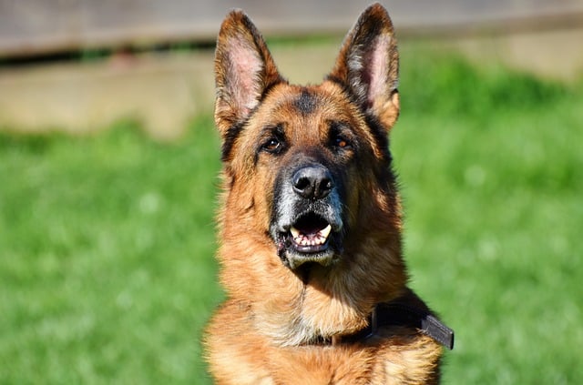 Hund riecht nach Kot