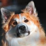 Mein Hund atmet schwer: Ursachen, Erste Hilfe und Tierarztbesuch Mein Hund atmet schwer