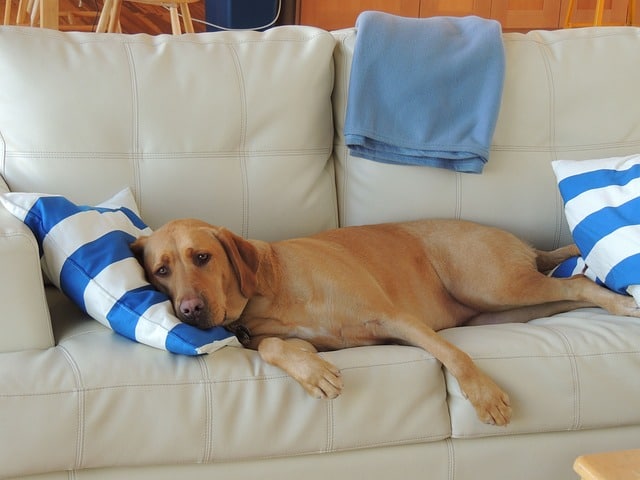 Schonkost Hund Magen-Darm