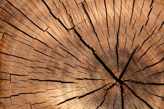 Warum fressen Hunde Holz
