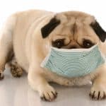 Hat mein Hund eine Allergie? hund hat allergie