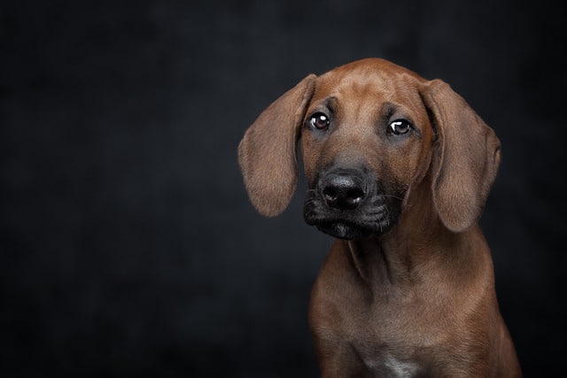 Hund hat Angst im Dunkeln