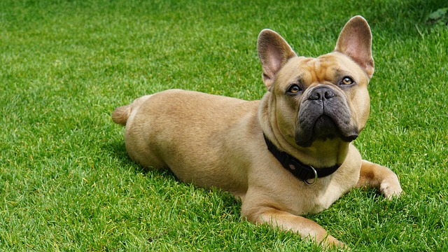 Hund liegt auf dem Bauch Schmerzen