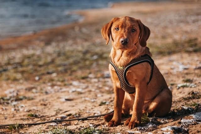 Malassezien Hund natürlich behandeln