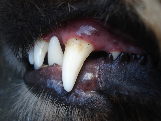 Plötzlich schwarzen Zahnfleisch beim Hund