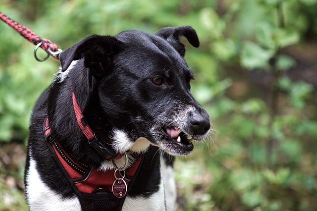 Übungen für ängstliche Hunde